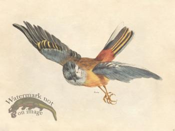 Bunting - Tribute Bd 55 M